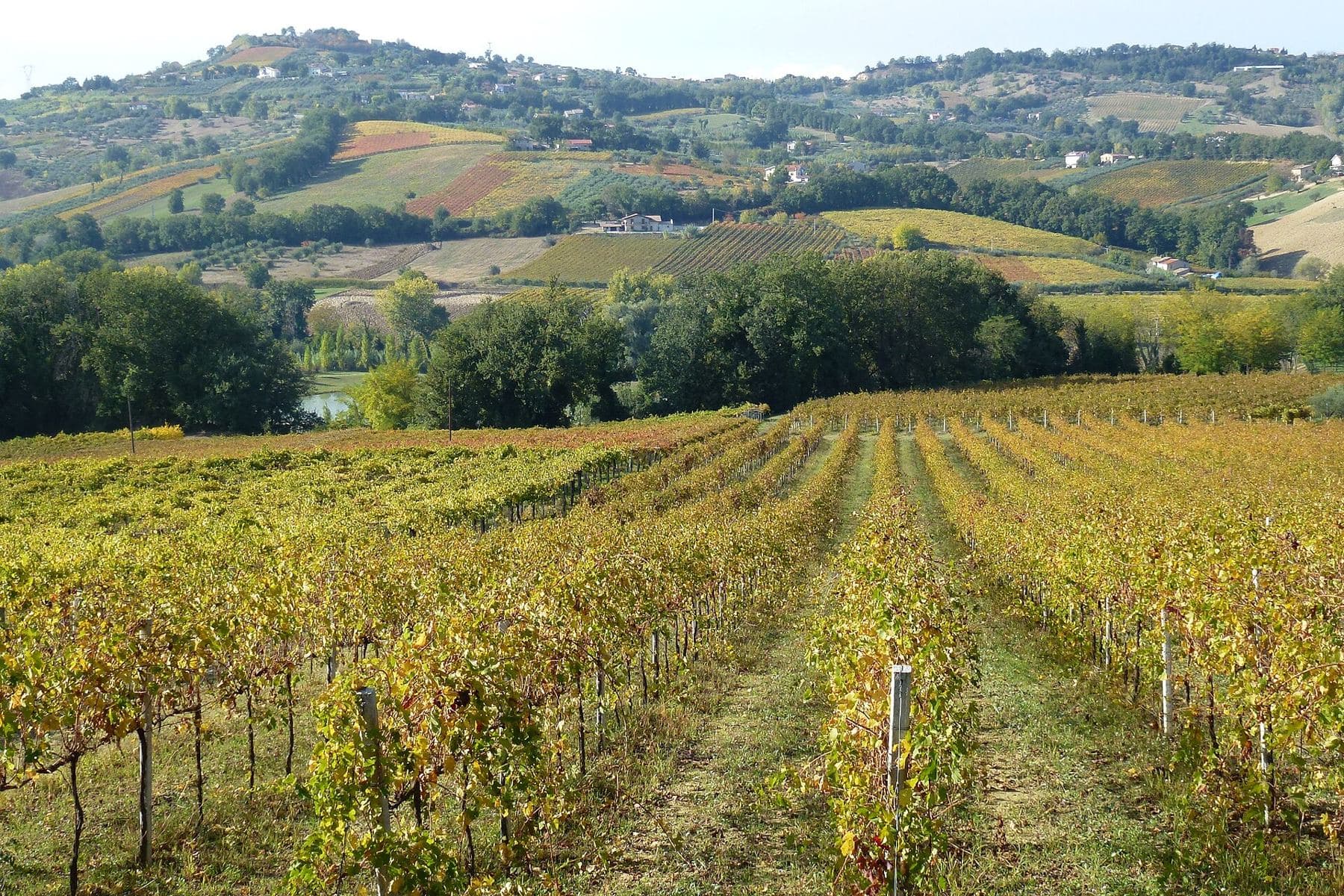 Vineyards in the Val di Foro