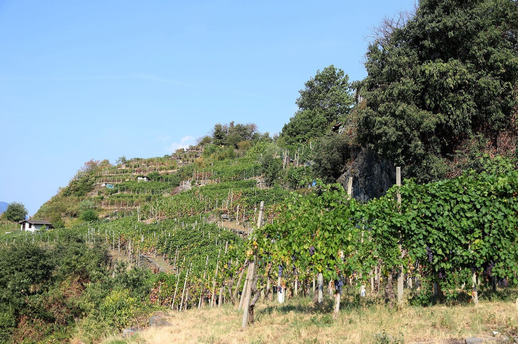 Nebbiolo terraces in Valtellina's Sassella