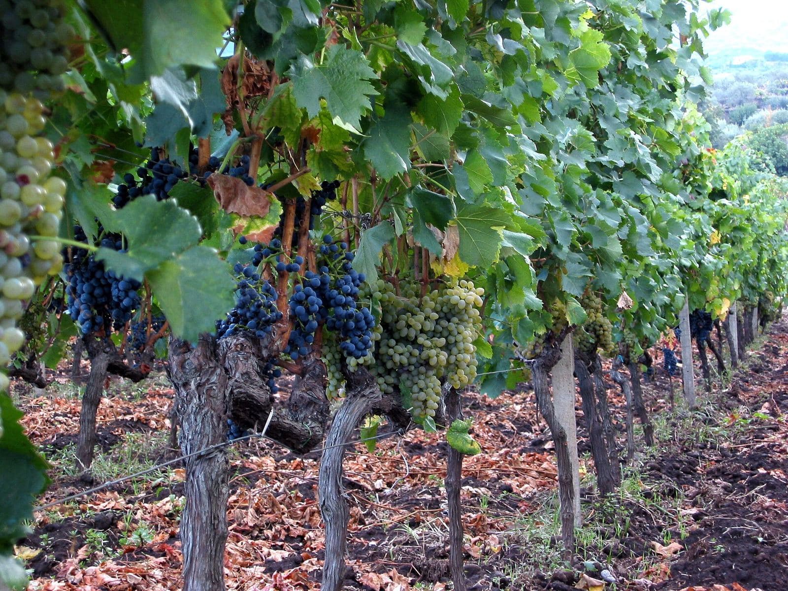 A field blend of red and white varieties at Passopisciaro, on Etna