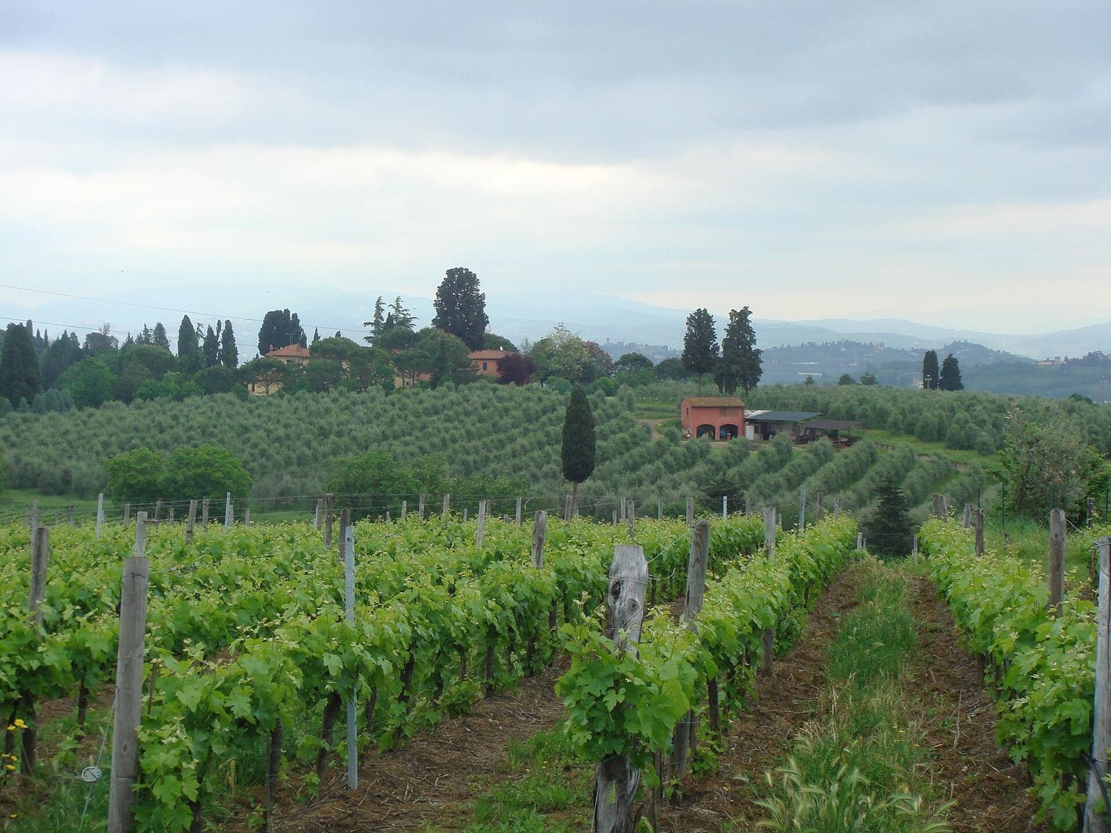 Vineyards in the Chianti zone