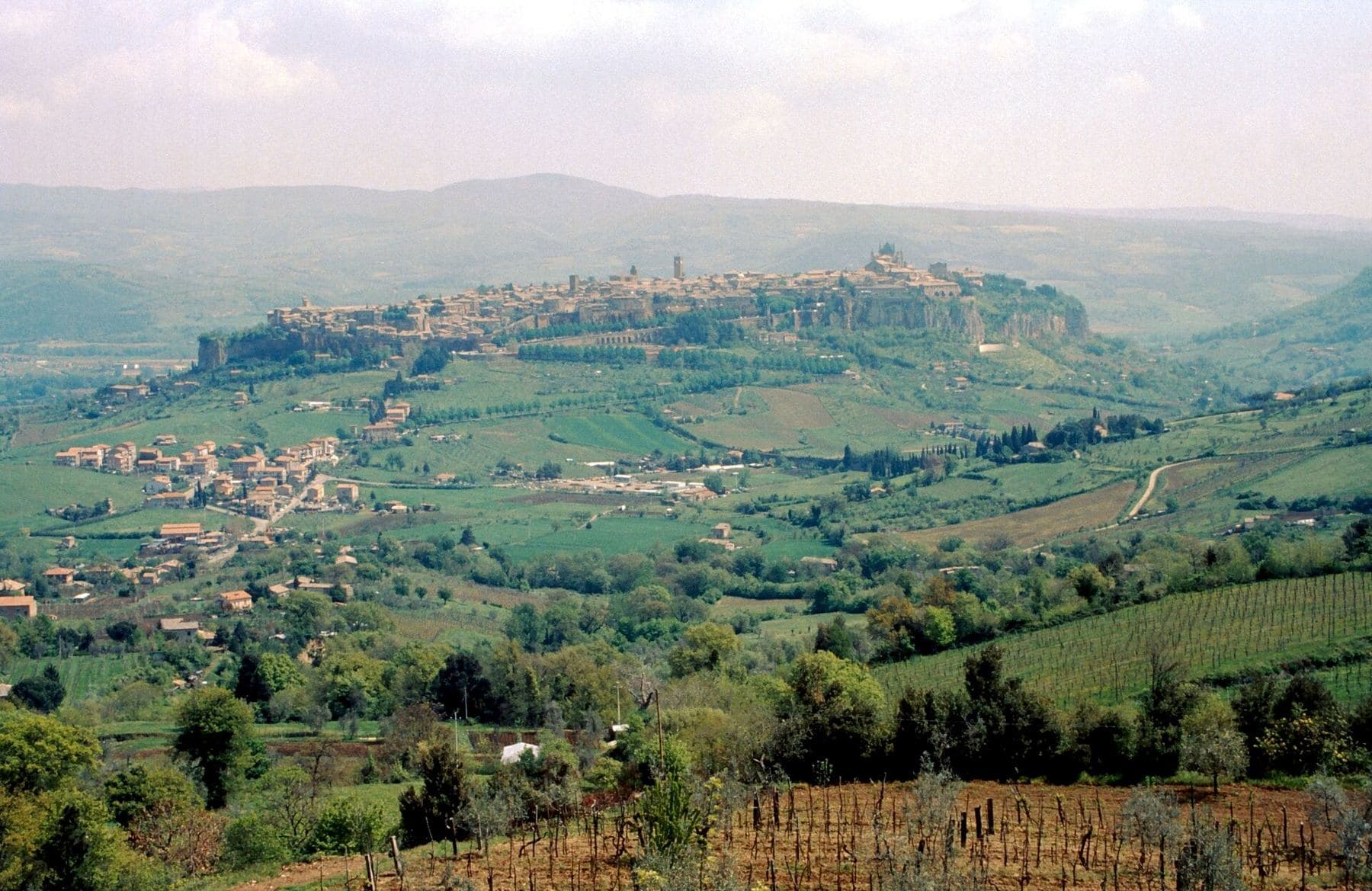 Vineyards and olive groves below Orvieto