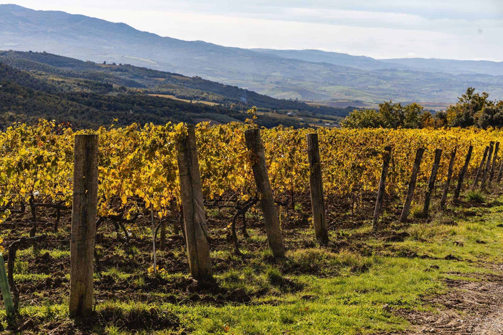Sanlorenzo, Montalcino