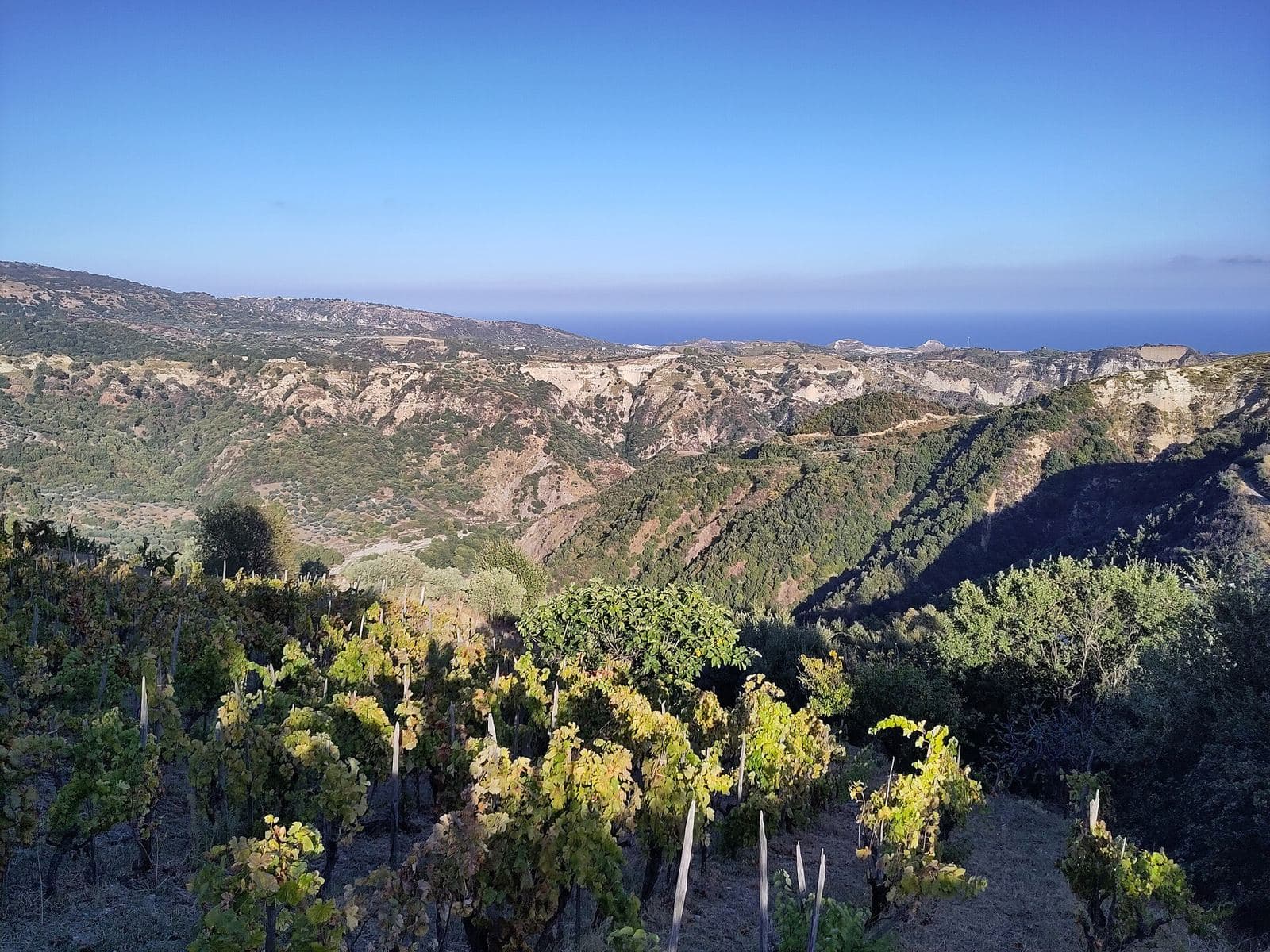 A vineyard at San Giovanni, near Bivongi