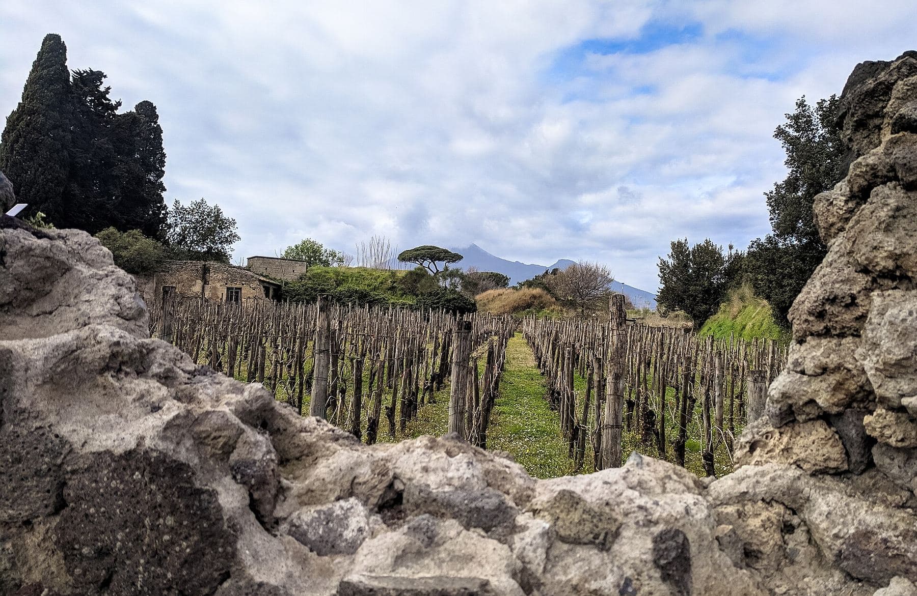 A vineyard inside the excavations at Pompeii, with Vesuvius behind