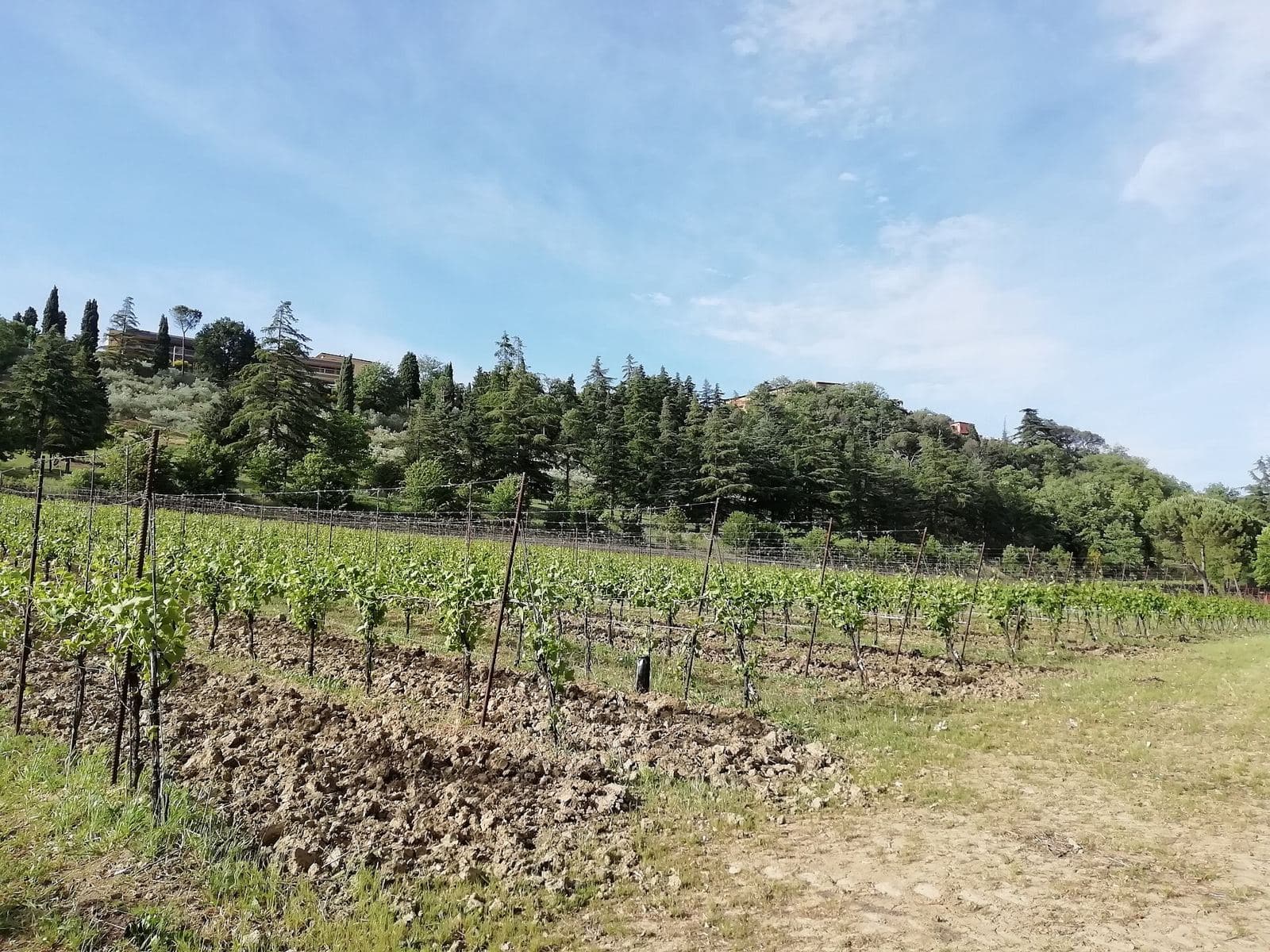 A Pignoletto vineyard at Dozza, near Bologna