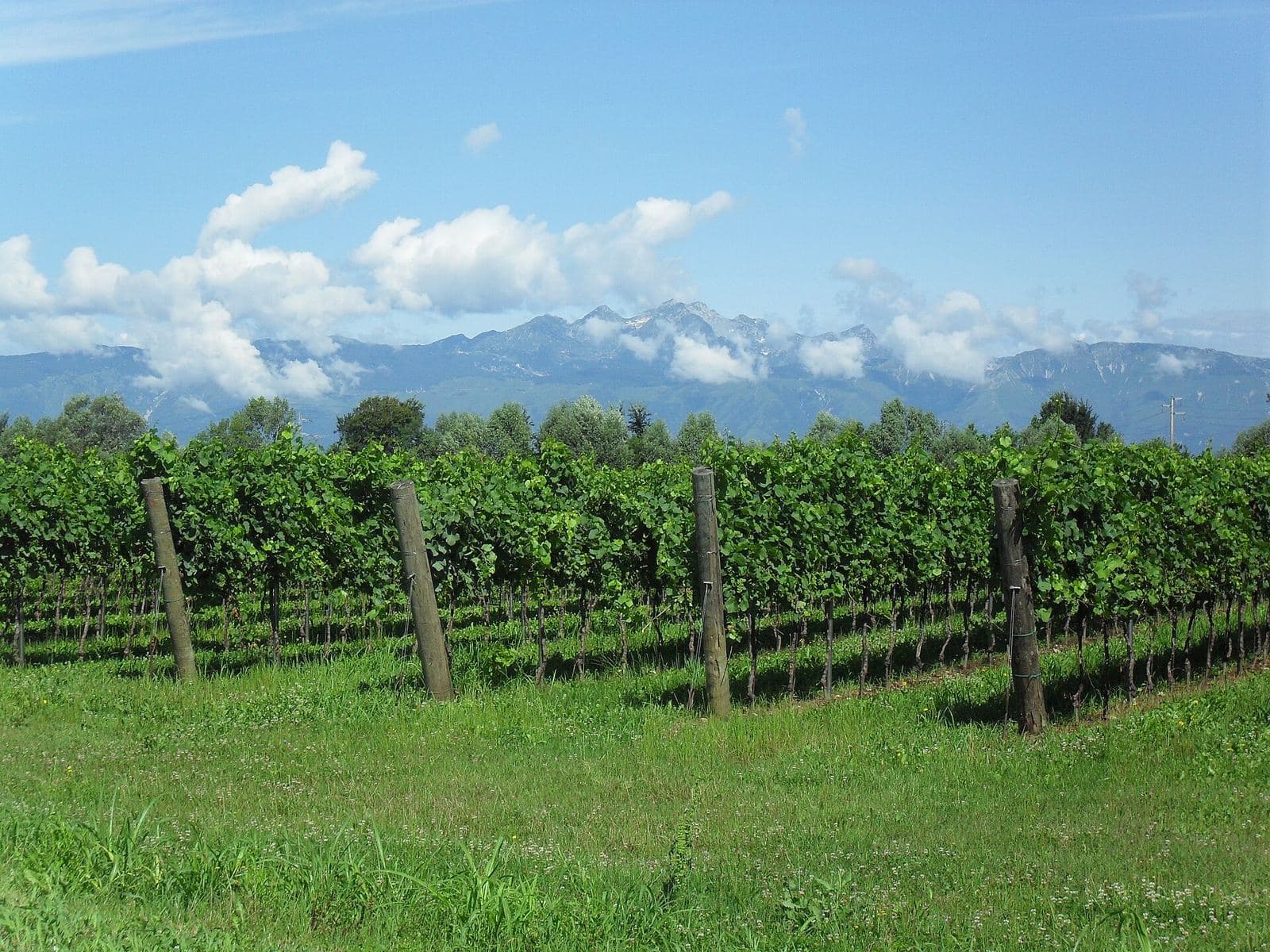 Vineyards at Zoppola, on the Friuli plain near Pordenone