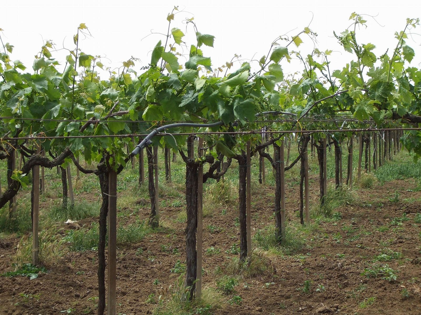 Vineyards at Cecchina, in the Castelli Romani