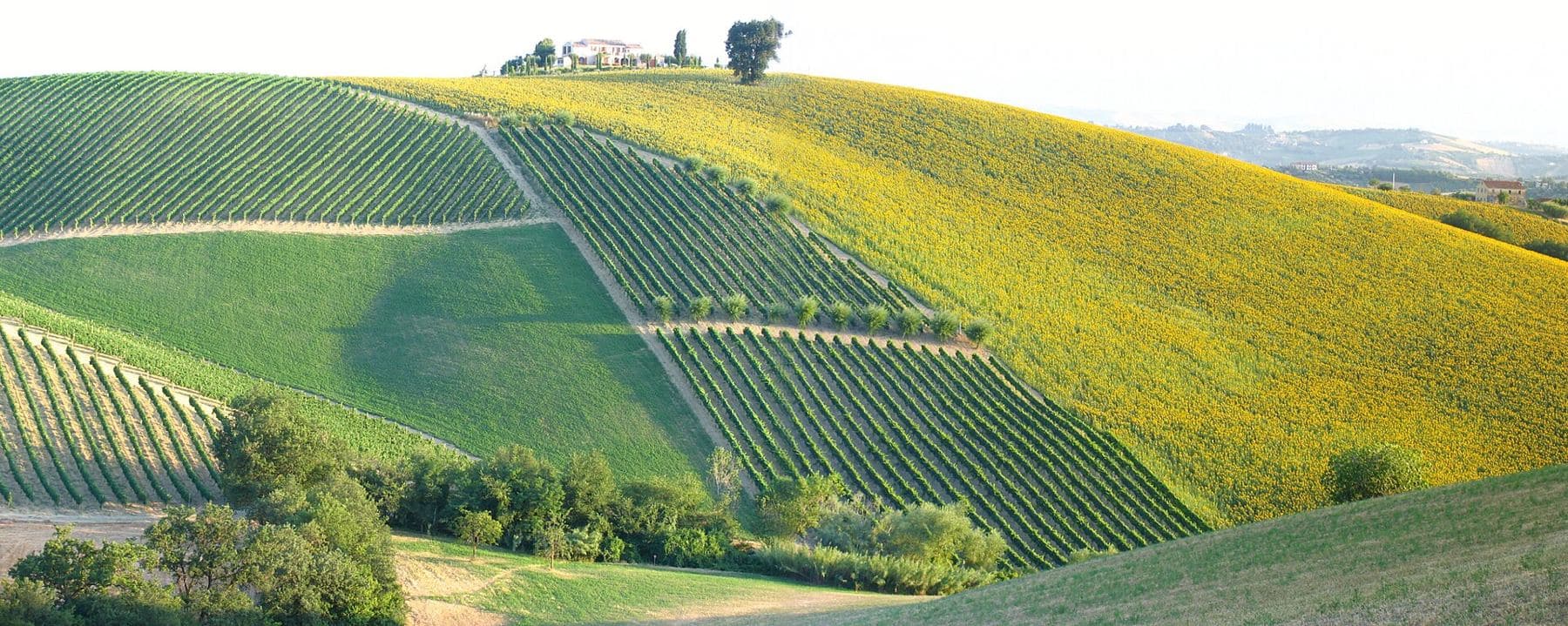Vineyards among the other crops of the Marche hills