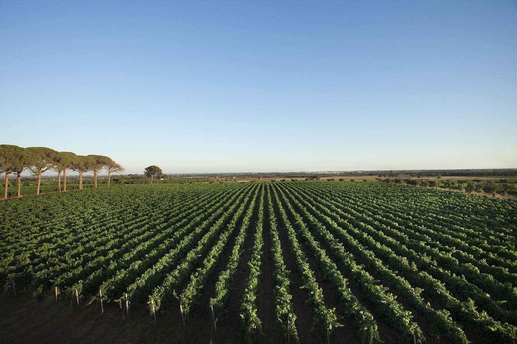 A large vineyard in the Salento