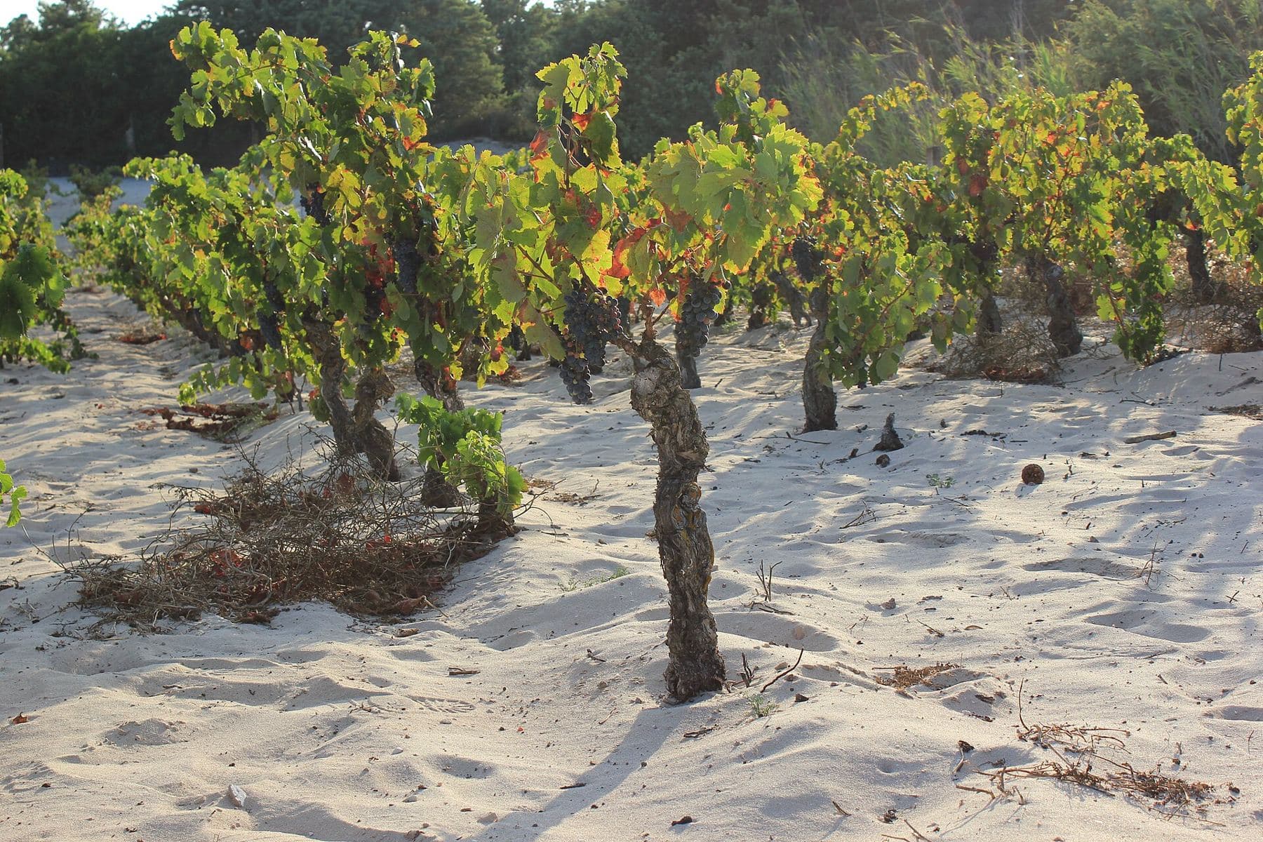 Carignano del Sulcis vines over a century old, in sand on Sant'Antioco