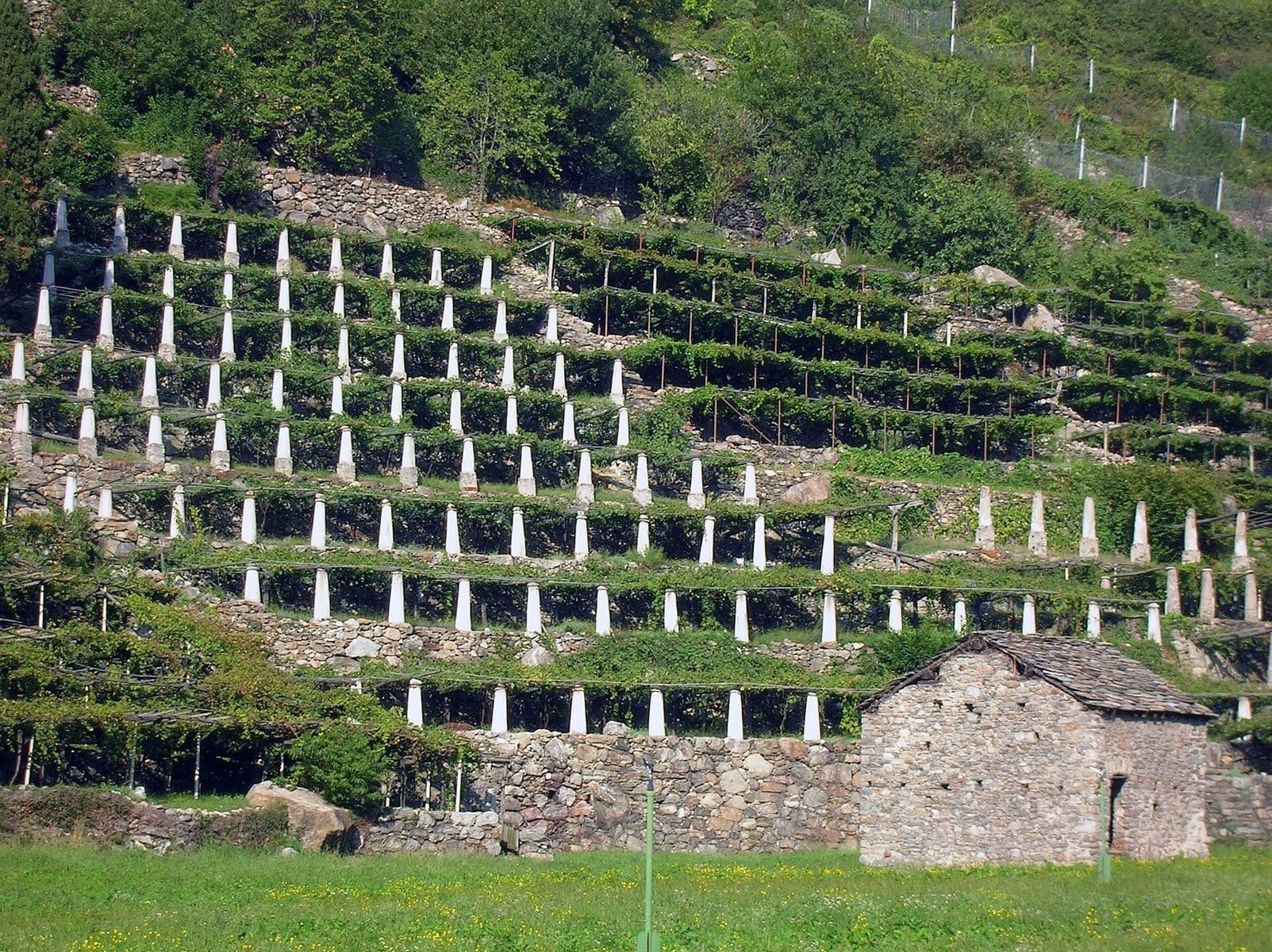Old stone vine terraces at Donnas