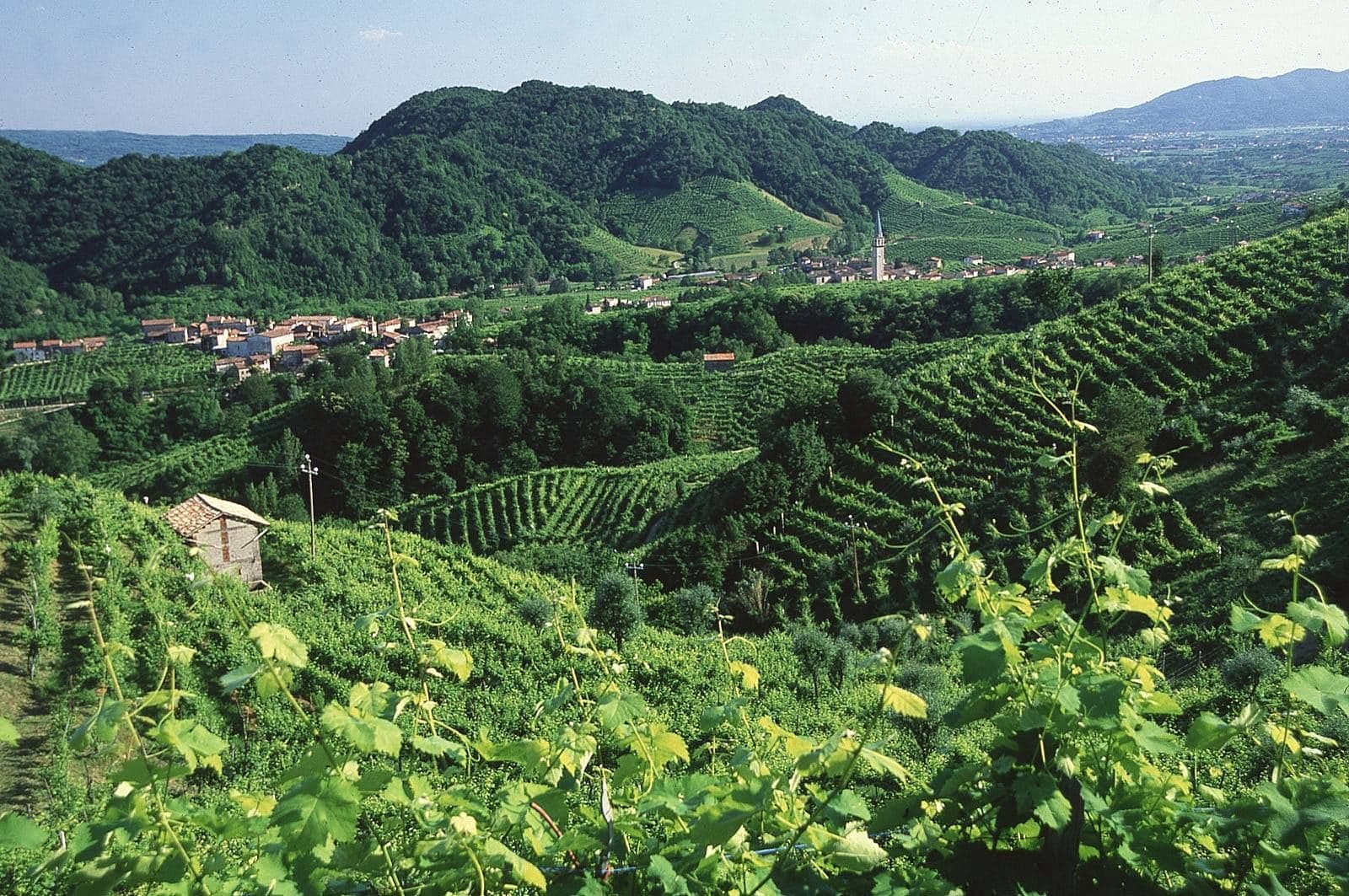 Steep vineyards in the Prosecco hills